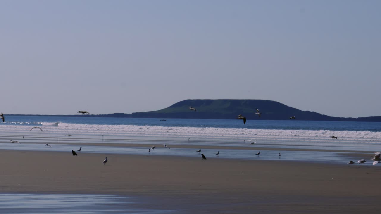 Large Flock of Seagulls Taking Off for Flight Across Rhossili Bay Beach with Worm's Head in Background and Waves Breaking 4K