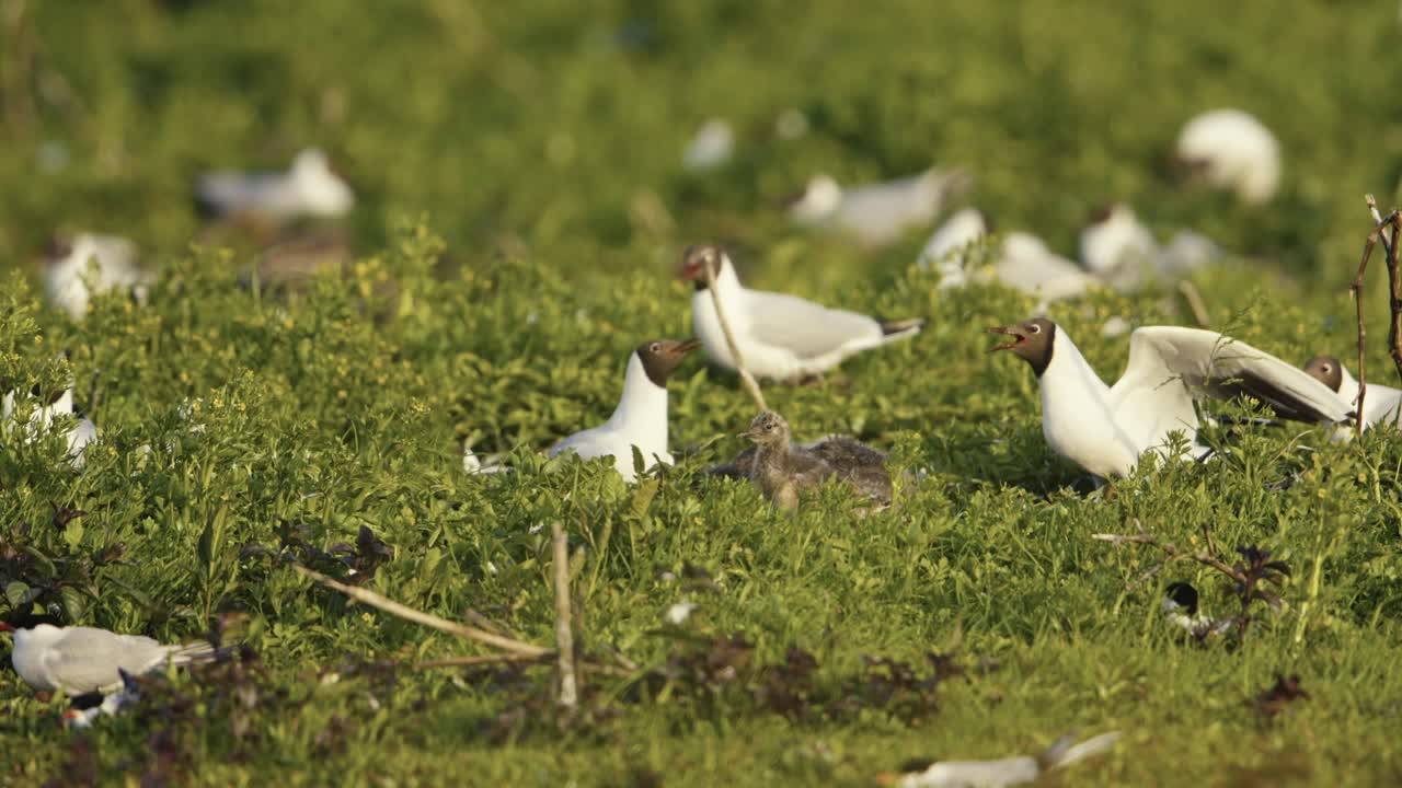 gaviota de cabeza negra, colonia de cría, pájaro en vuelo, aterrizaje de pájaro, humedal, cámara lenta