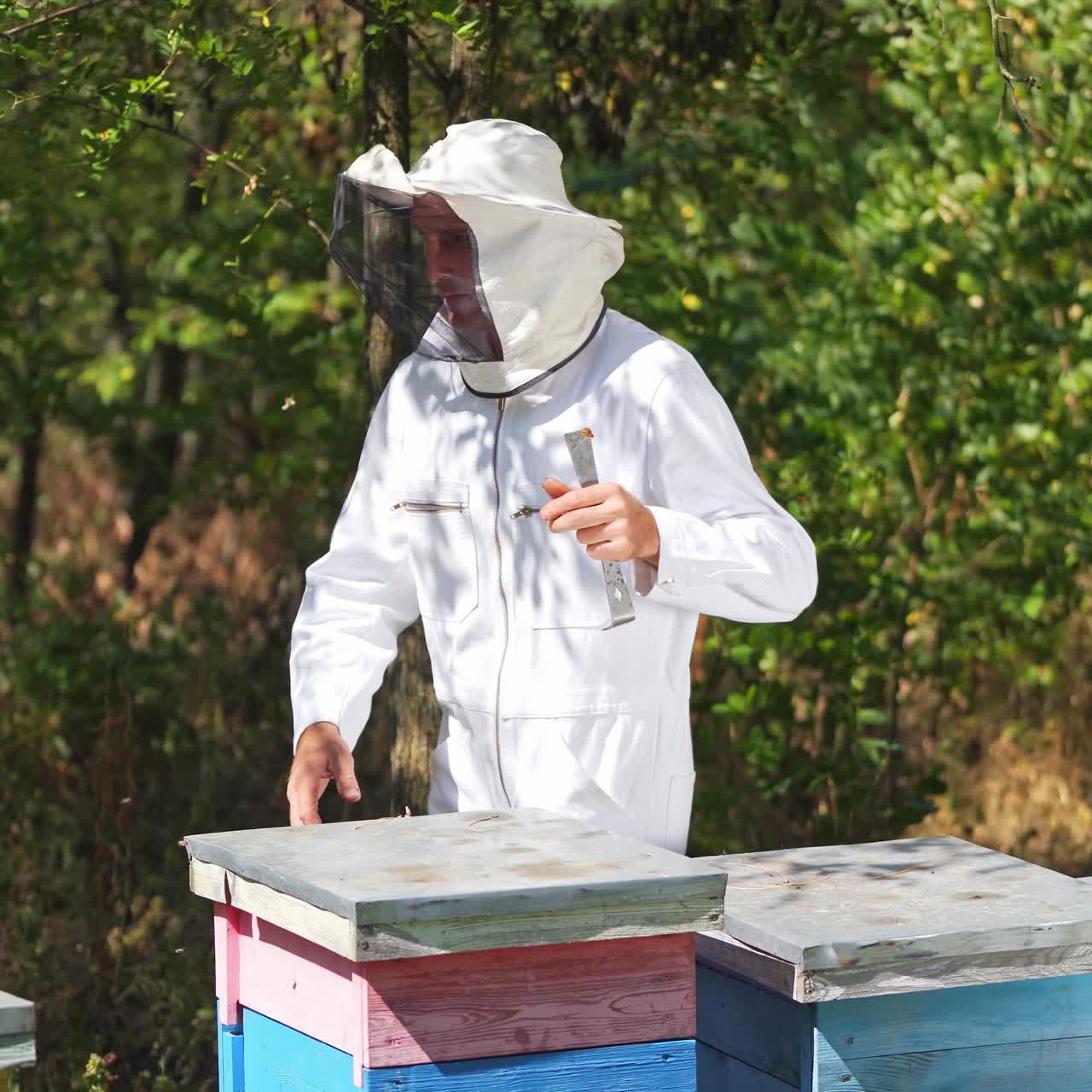 Beekeeper is working with bees and beehives on the apiary. Bees on honeycomb. Frames of a bee hive. Beekeeping. Honey