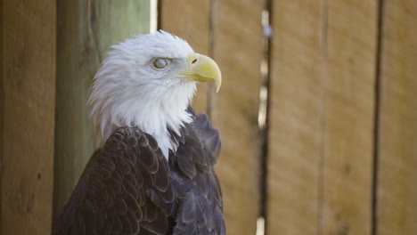 el águila calva parpadea, gira la cabeza, mira por la lente, mira hacia otro lado