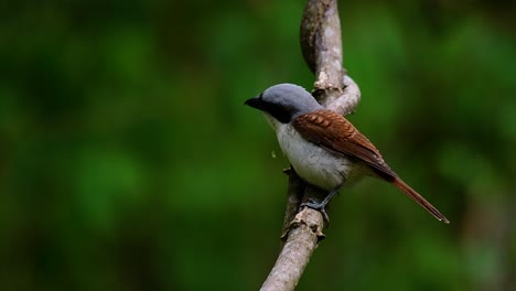 el alcaudón tigre obtuvo su nombre por el patrón de tigre en sus plumas, ya que también es un depredador de un ave que se alimenta de insectos, mamíferos muy pequeños e incluso aves de su tamaño.