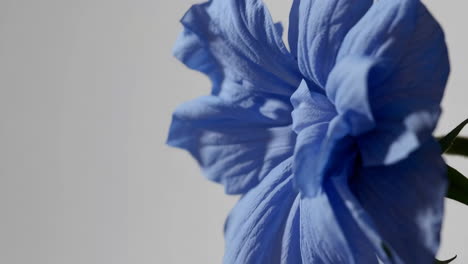 Close-up of a vibrant blue flower with delicate petals
