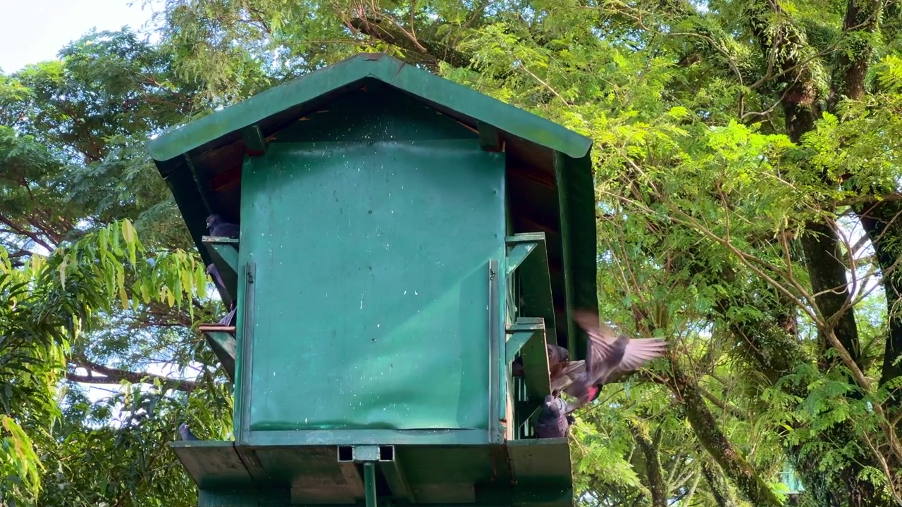 Riparo in legno per piccioni circondato da alberi, stormo di uccelli che riposano all'aperto, scena di natura pacifica e fauna selvatica urbana.