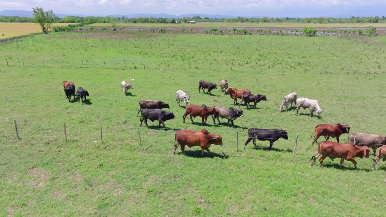 Aerial tracking shot of brown,black and white cows and bulls on pasture at sunny day