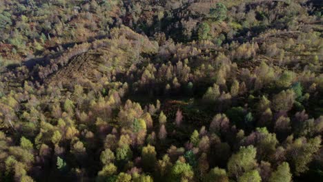 Un-Dron-Se-Inclina-Lentamente-Para-Revelar-Un-Dosel-De-Bosque-Oscuro-De-Abedules-Nativos-En-Pleno-Color-Otoñal-Y-Una-Plantación-De-Coníferas-No-Nativas-Ubicada-Entre-Un-Paisaje-Montañoso