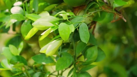 close-up shot of green leaves with unripe Sweet Lemon. day time, tilt down shot, 4k.