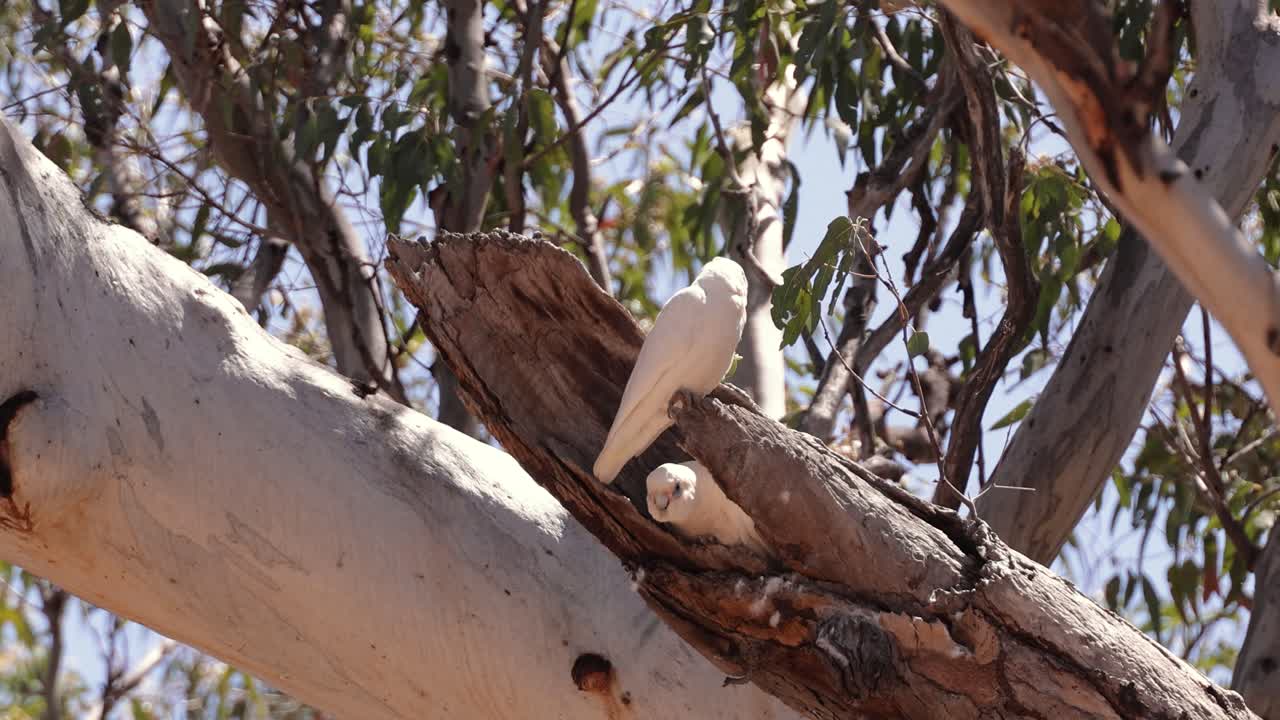 Little Corella sitting in a nest in a hollowed gumtree, Miles, Queensland.
