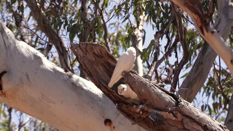 little corella sitting in a nest in a hollowed gumtree, miles, queensland.
