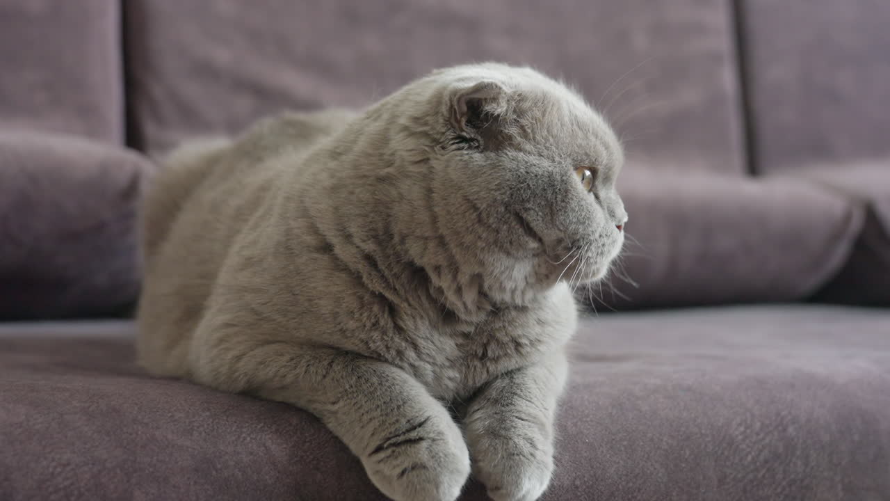 Calm Scottish Fold Cat Lounging, Tranquil Scottish Fold Feline With Gentle Expressions On Cozy Sofa, Peaceful Scottish Fold Cat With Tranquil Gaze And Soft Fur Folds Lying Quietly On Sofa