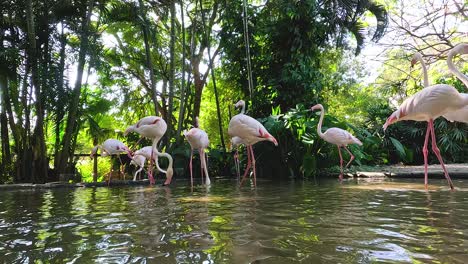 flamingos gather in water at korat zoo