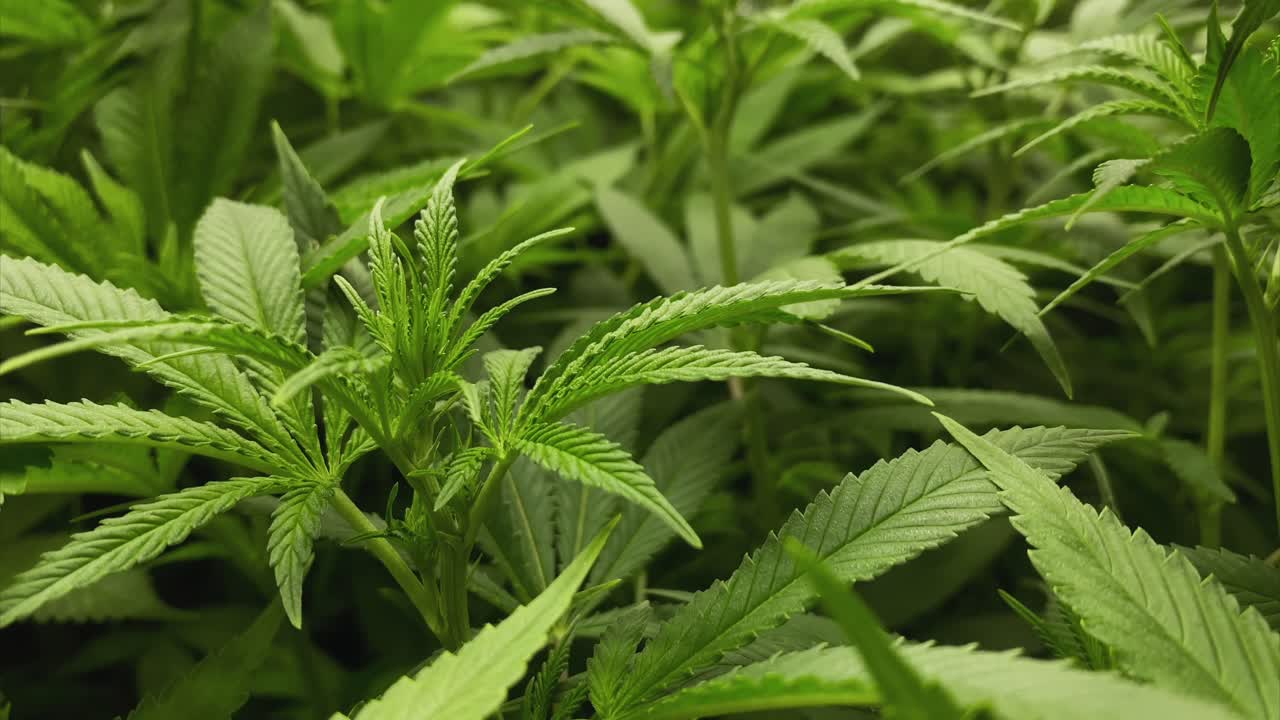 바람이 부는 조건에서 식물 단계에서 아주 어린 마리화나 식물