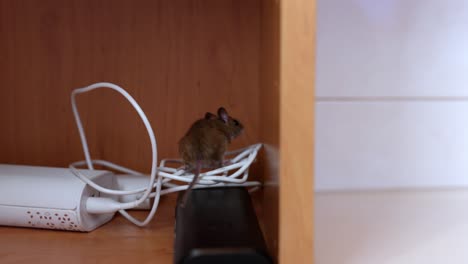 a mouse wandering through the bathroom - dolly shot