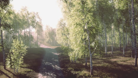 dirty-road-through-summer-forest