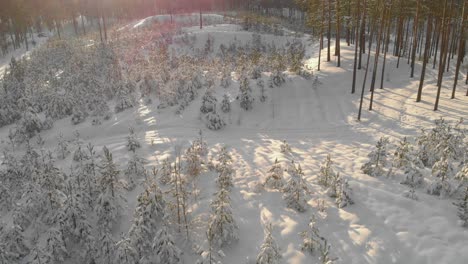 Erstaunliche-Luftdrohnenansicht-Der-Schneeweißen-Landschaft-Bei-Sonnenuntergang-Zur-Goldenen-Stunde,-Drohne-Fliegt-Vorwärts-Im-Nadelwald,-Lettland,-Nordeuropa,-Dolly-In,-Hoher-Winkel