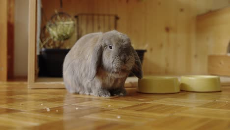 chewing bunny in expectation, uhd