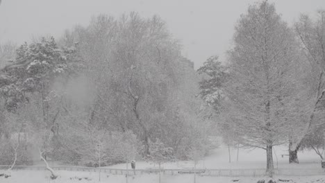 nieve que cae en un parque de invierno con árboles cubiertos de nieve a cámara lenta