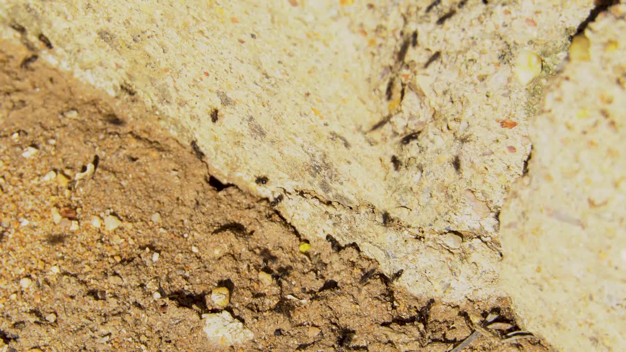 hormigas moviéndose