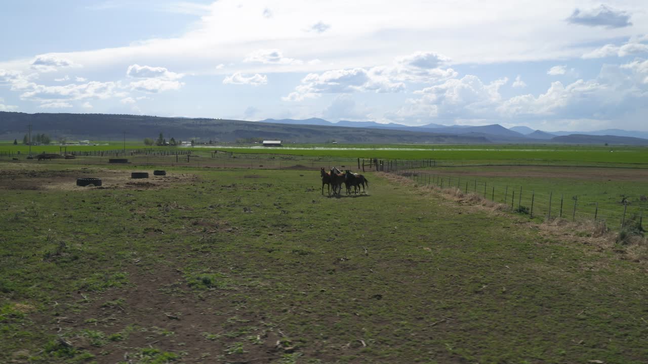 caballos domésticos corriendo en el rancho en un día soleado