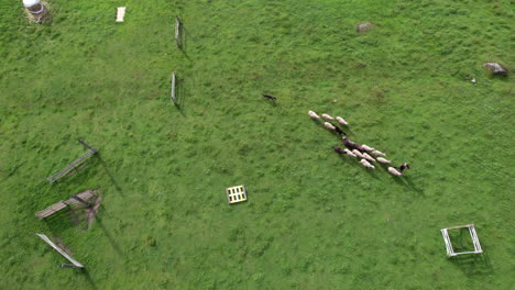 Aerial-View-of-a-Dog-Herding-Sheep,-A-Group-of-Sheep-Following-the-Shepherd-into-Gate,-Sheepdog-Trial,-Finland,-Scandinavia