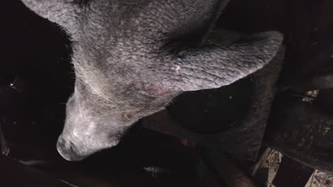 view from above of a pig in his stable