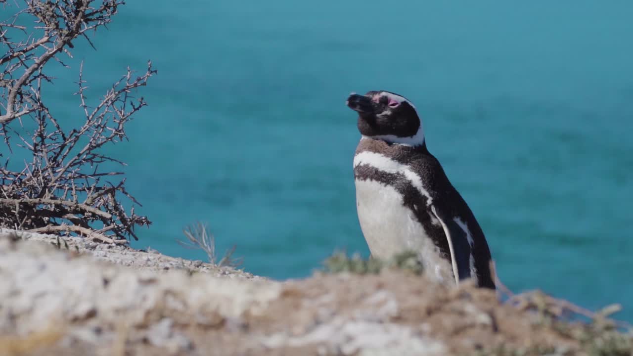 cierre en cámara lenta de un pingüino descansando sobre una roca durante el día soleado con el atlántico sur azul en el fondo