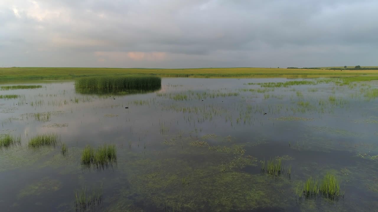 vista aérea de un lago tranquilo con hierba y pájaros