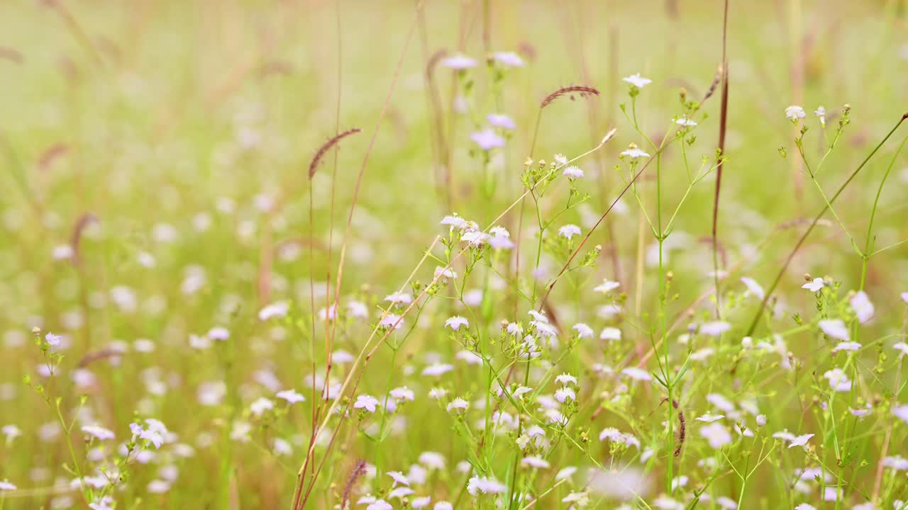 태국의 야생에서 볼 수 있듯이 오후에 강한 바람에 흔들리는 흰 꽃과 풀
