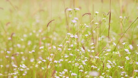 white flowers and grass swaying with a strong wind in the afternoon as seen in the wild in thailand