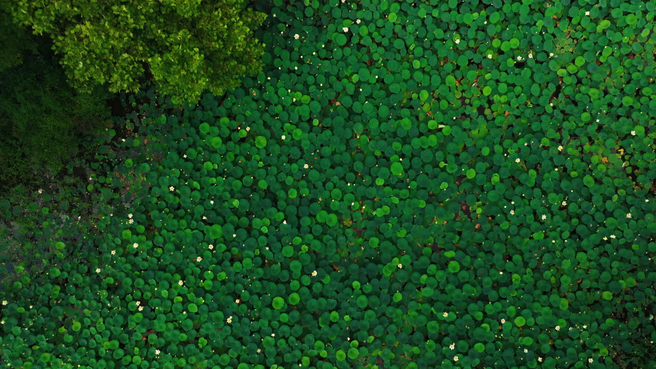 Aerial top-down view of water lilies lily pads, Nymphaeaceae, in Cook's Landing Park, Little Rock, Arkansas