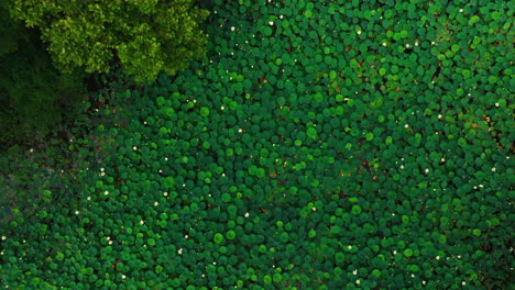Aerial top-down view of water lilies lily pads, Nymphaeaceae, in Cook&#039;s Landing Park, Little Rock, Arkansas