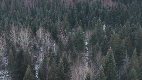 Drohne-Fliegt-über-Einem-Borealen-Wald-Im-Winter