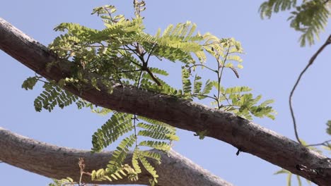 Plants-on-a-branch-of-tree-in-gentle-breeze