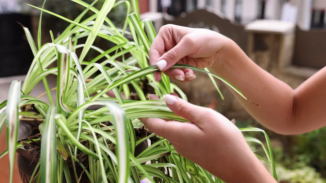 Hands tending to a spider plant