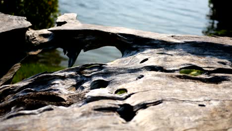 Old wood structure details,wooden texture macro