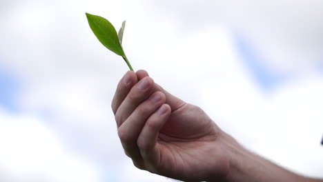 Una-Magnífica-Planta-De-Té-Verde-Frente-A-Un-Cielo-Azul-Claro