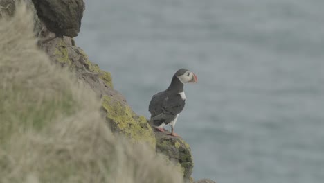 puffin on cliff ledge in látrabjarg, west iceland - close up