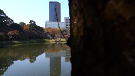 reveal of koishikawa korakuen gardens in tokyo, japan during fall color season