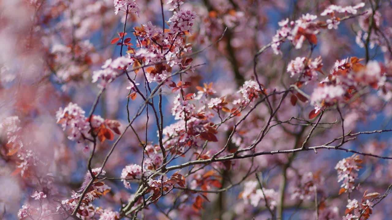 Fiori di ciliegio rosa in primavera
