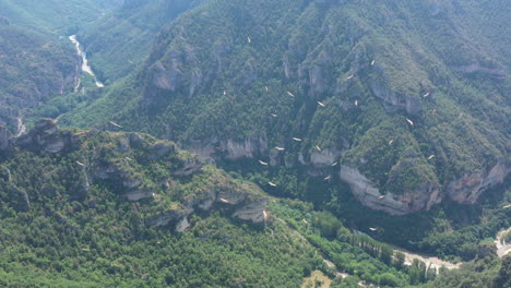 Seltener-Geierschwarm-über-Den-Gorges-Du-Tarn,-Wunderschöne-Schlucht-Und-Fluss-Frankreich