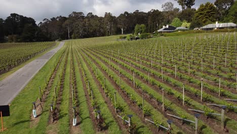 un dron volando hacia un viñedo de adelaide hills, famoso por su clima fresco, vinos blancos y champán.