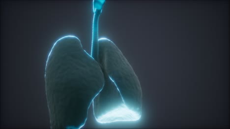 3d animation of human lungs