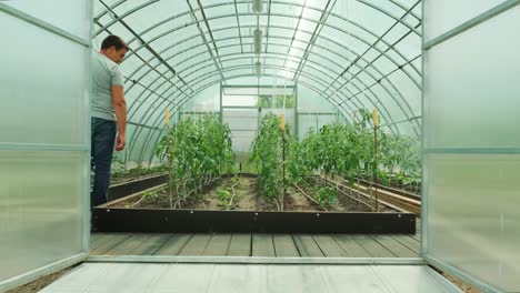 working in green environment. man taking care of plants while walking in greenhouse