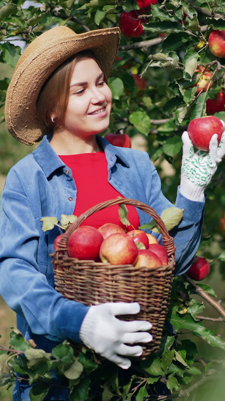 Fresh ripe seasonal fruit harvesting. Pretty lady farmer in apple garden. Vertical video