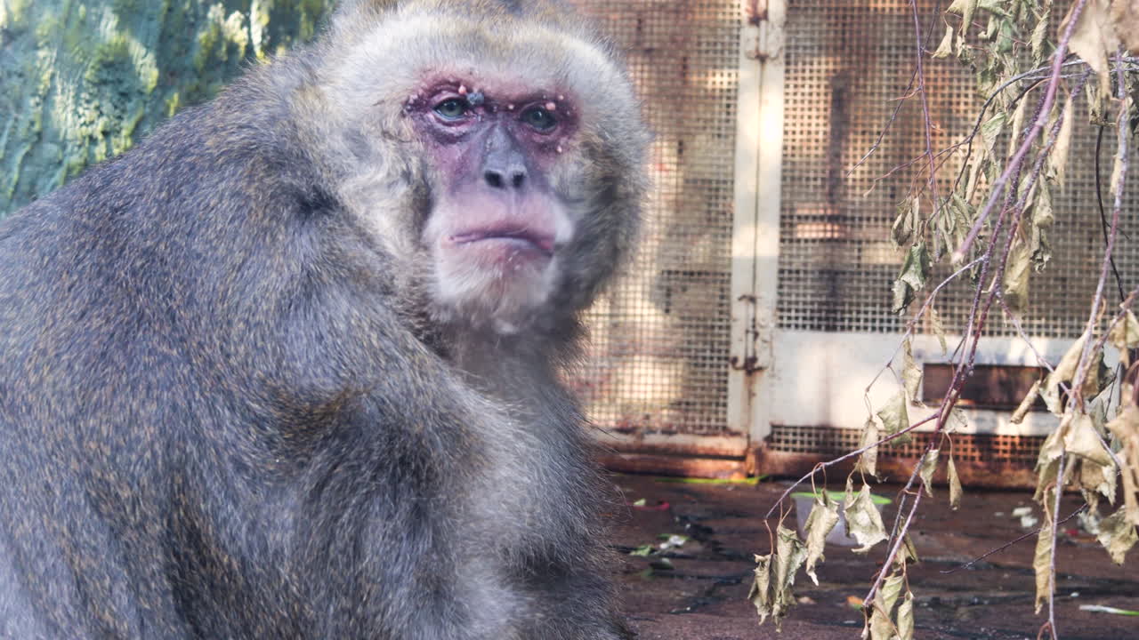 mono en el zoológico