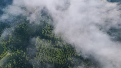 vista aérea de un bosque de niebla
