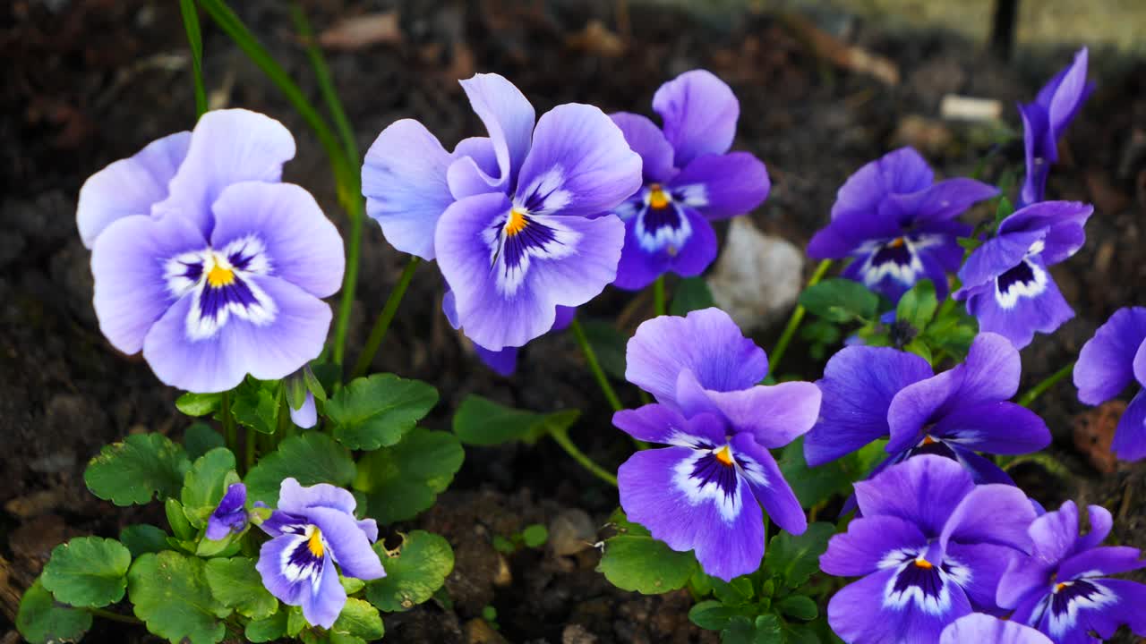 Macro view of vivid purple pansy flowers blooming fresh in spring garden bed