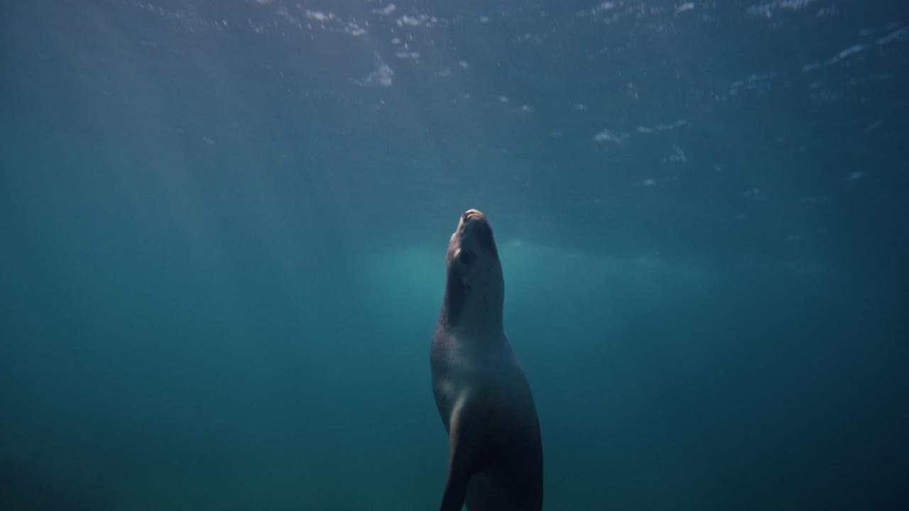 Sea lion swims above green seagrass in clear water near Neptune Islands in slow motion