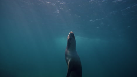 sea lion swims above green seagrass in clear water near neptune islands in slow motion