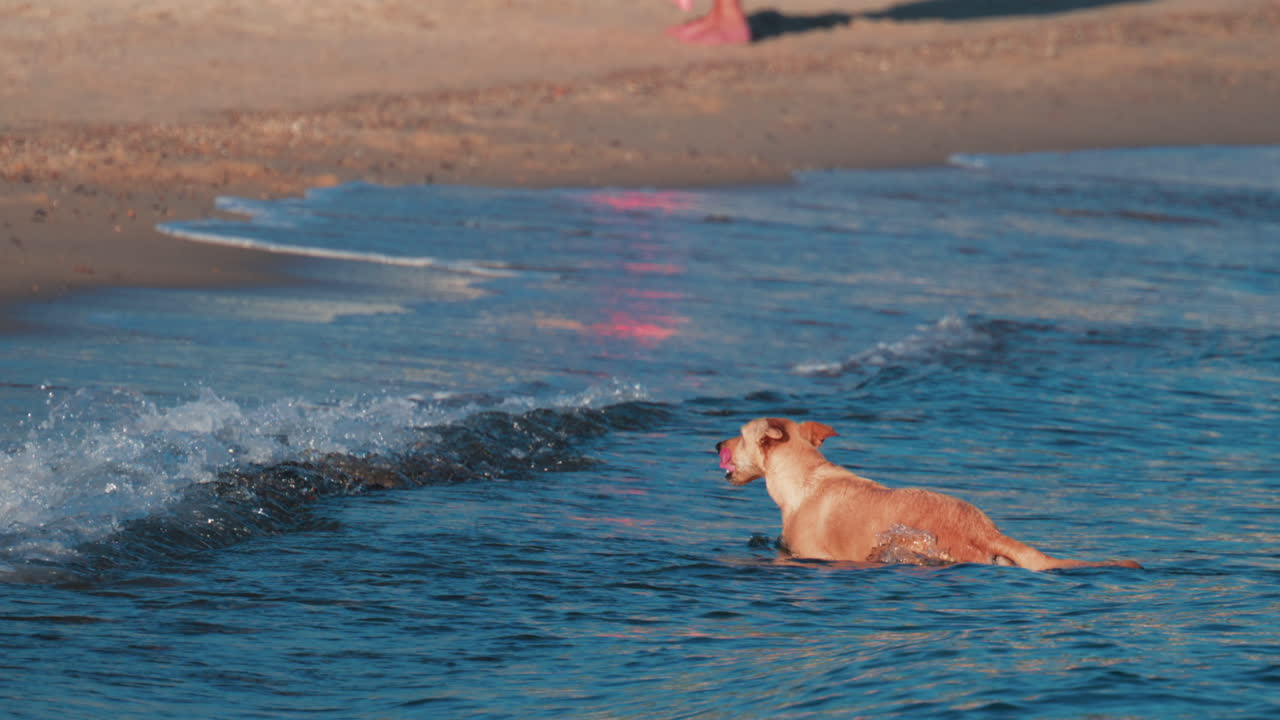 A dog swims confidently in the calm blue sea near the shore