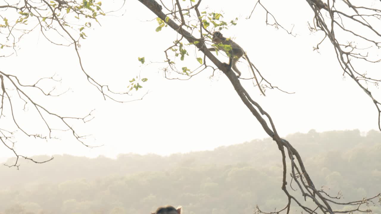 큰 원숭이는 앉아서 지켜보고 있고 어린 원숭이는 녹색 잎이 있는 나무를 오르고 있습니다.